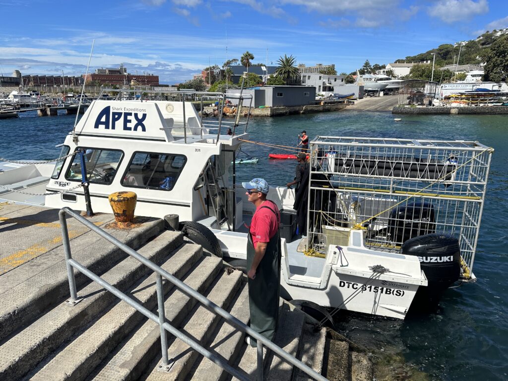 Shark Cage Diving with Apex Shark Expeditions