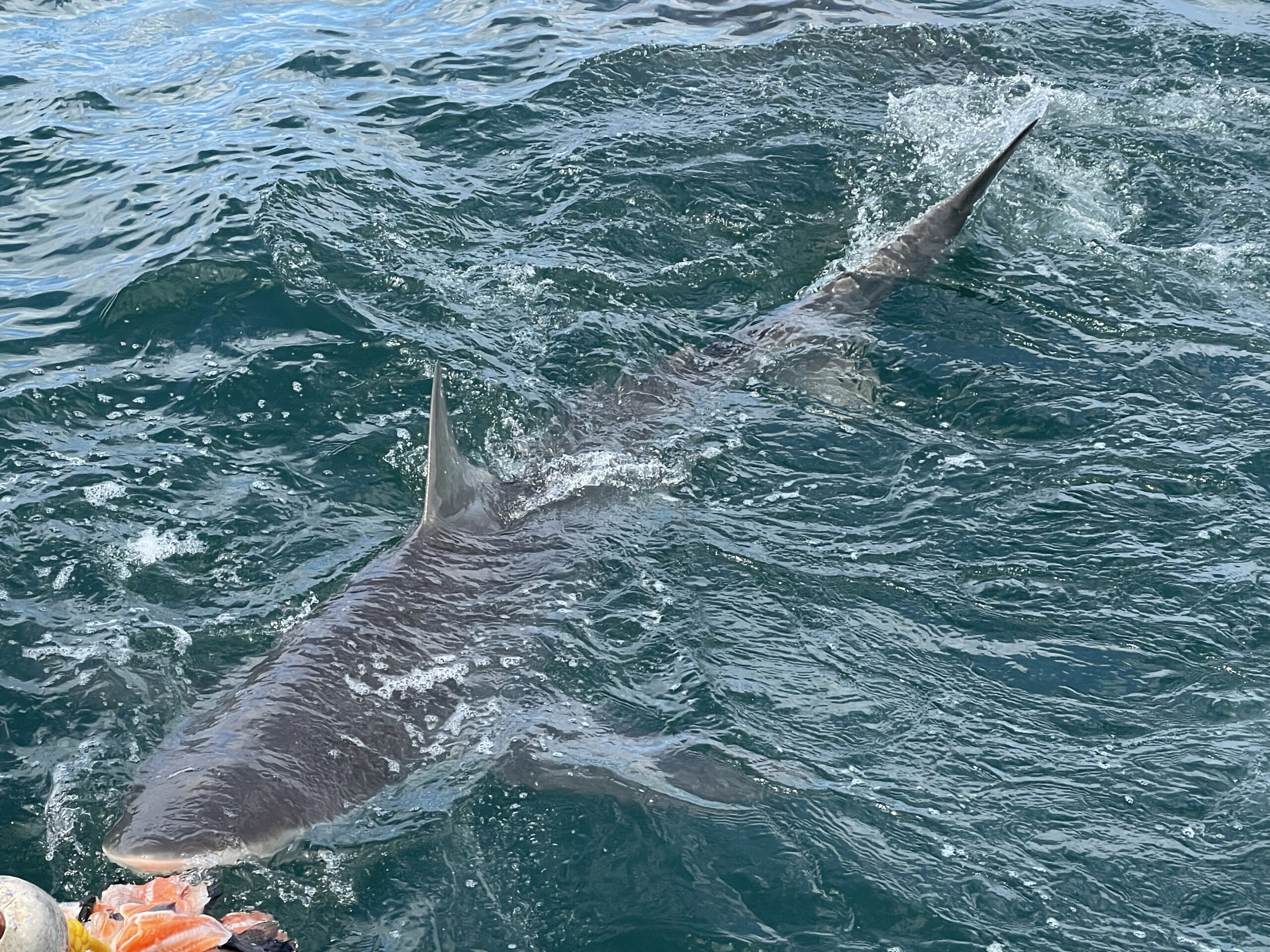 Shark Cage Diving with Apex Shark Expeditions
