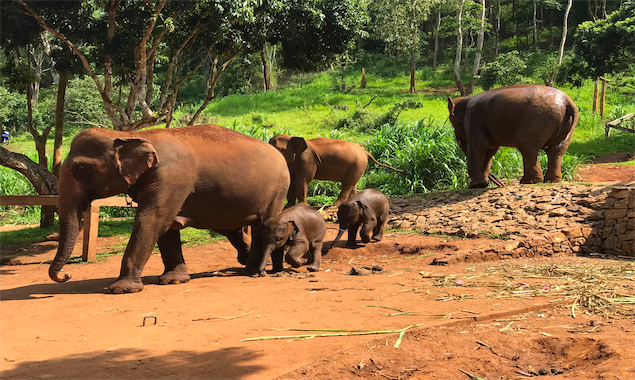 Patara Elephant Farm