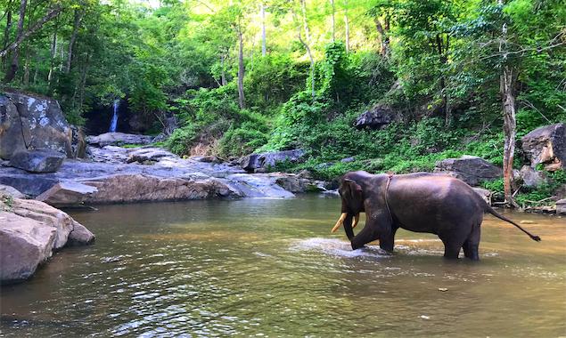 Patara Elephant Farm