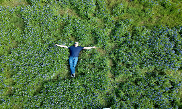 Where to see the Texas Bluebonnets