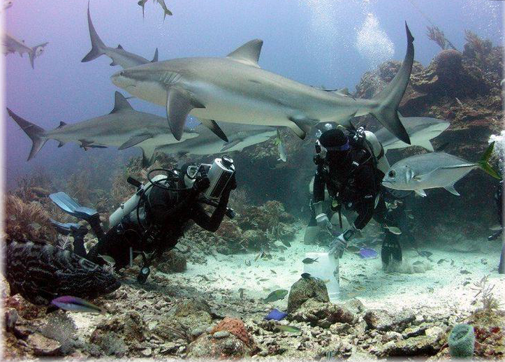 Cara Cara Shark Dive – Roatan, Honduras