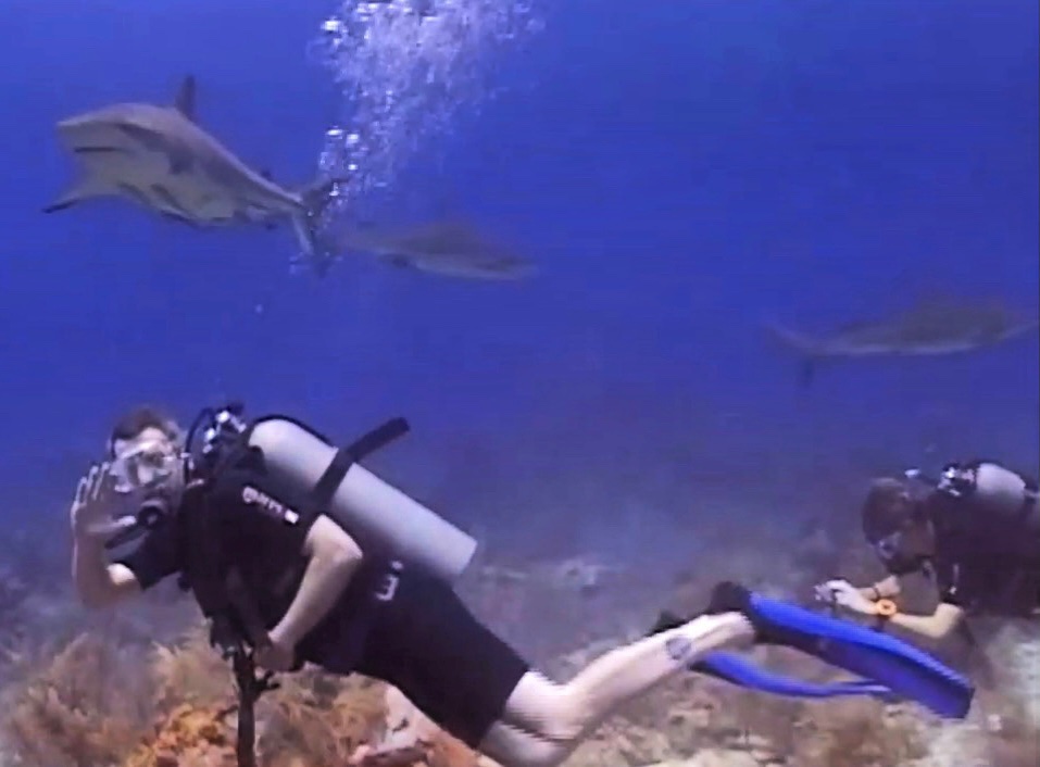 Cara Cara Shark Dive
